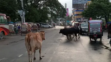 মেহেরপুরে গরুর অত্যাচারে অতিষ্ঠ শহরবাসী