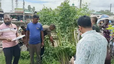 ঠাকুরগাঁওয়ে পরিবেশের ভারসাম্য নষ্টকারি ইউক্যালিপটাস চারা বিক্রির সময় ৩শ’ চারা জব্দ