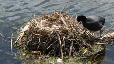পাখির বাসায় প্লাস্টিকের স্তর: আবর্জনায় ঢাকা মানব ইতিহাস
