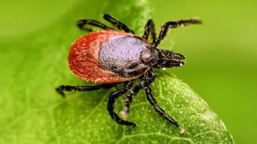 প্রাণীর দেহেই টিকের বিরুদ্ধে প্রাকৃতিক টিকা !
