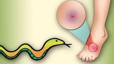 সাপের কামড়ে আট বছরের শিশুর মৃত্যু