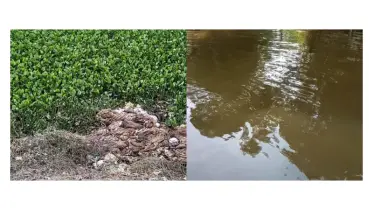 ফটিকছড়ির খালে-বিলে ছুড়ে ফেলা চামড়া, হালদার পানি রঙ হারাচ্ছে