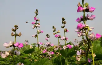 শিমের মাচা ভরে উঠেছে রঙিন ফুলে