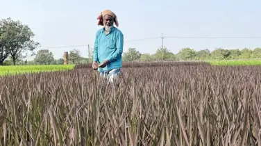 চাঁপাইনবাবগঞ্জে সবুজের গালিচায় বেগুনির ক্যানভাস