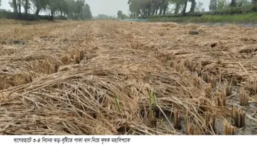 বাগেরহাটে ৩-৪ দিনের ঝড়-বৃষ্টিতে পাকা ধান নিয়ে কৃষক মহাবিপাকে