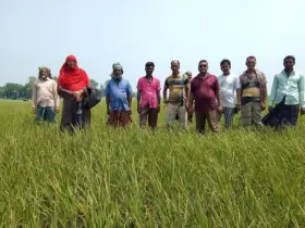 ভাঙ্গুরা ভবানীপুর মাঠে ইটভাটার বিষাক্ত ধোঁয়ায় প্রায় ৫০বিঘা জমির ধান নষ্ট
