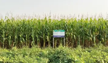 আবহাওয়া অনুকূলে থাকায় ভুট্টার বাম্পার ফলন! কৃষকের মুখে হাসি