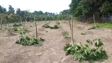 রাতের আঁধারে কৃষকের ৫ একর জমির শত শত গাছ কেটে দিল দুর্বৃত্তরা