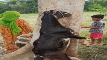 ছাগল হত্যার ঘটনায় থানায় মামলা
