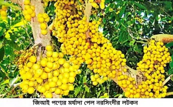 জিআই পণ্যের মর্যাদা পেল নরসিংদীর লটকন