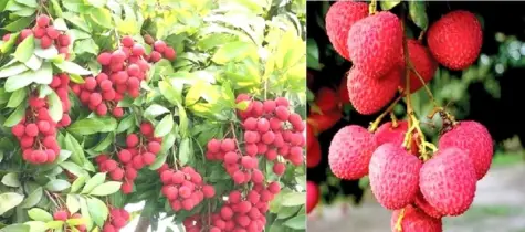 মধুমাসেই জিআই সনদ পেল দিনাজপুরের বিখ্যাত বেদানা লিচু