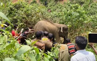 গারো পাহাড়ে অসুস্থ বন্যহাতিকে চিকিৎসা দিল বন বিভাগ