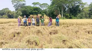 কালকিনিতে বোরো ধানের বাম্পার ফলন, কৃষকের মুখে সোনালি হাসি