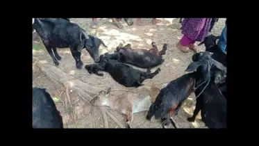 খাগড়াছড়িতে সরকারি ভ্যাকসিনে অর্ধশত গরু-ছাগলের মৃত্যু, খামারীদের মাঝে আতংক