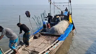 নিষেধাজ্ঞা শেষে ভোলার নদীতে কাঙ্ক্ষিত ইলিশ না পেয়ে হতাশ জেলেরা