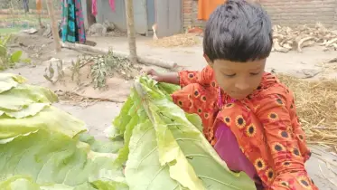 তামাক চাষে ঝুঁকি বাড়ছে শিশুদের, কমছে না চাষের বিস্তার