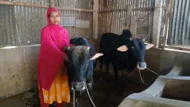 বড় খামারীদের পাশাপাশি কোরবানির পশু প্রস্তুতে ব্যস্ত প্রান্তিক নারী উদ্যোক্তরা