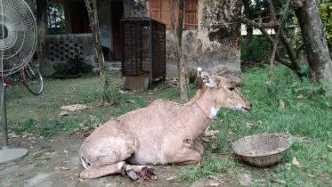 পঞ্চগড়ে  ধরা পড়া নীলগাইটি কক্সবাজারের চকরিরার ডুলহাজরা সাফারী পার্কে  
