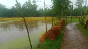 গাইবান্ধায় বৃষ্টিতে বোরো ধানের ব্যাপক ক্ষতি