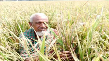 সাটুরিয়ায় ইটভাটার গরম গ্যাসে নষ্ট শত বিঘা ধানক্ষেত
