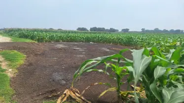মুরগির বিষ্ঠায় পরিবেশ দূষণ, অতিষ্ঠ গড়গড়ার সাধারণ মানুষ