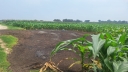 মুরগির বিষ্ঠায় পরিবেশ দূষণ, অতিষ্ঠ গড়গড়ার সাধারণ মানুষ