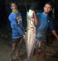 গোমতী নদীতে জেলেদের জালে ১৩ কেজি ওজনের বোয়াল, বিক্রি ১৩ হাজার টাকায় 