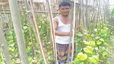 শখের বশে পান চাষে তাক লাগিয়ে দিয়েছেন এক প্রান্তিক কৃষক