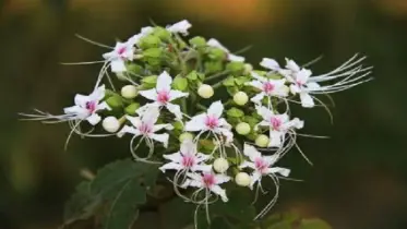 প্রাকৃতিক সৌন্দর্যের এক অপূর্ব উপহার ভাটফুল