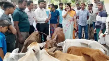 ৬৫ বাছুর ফেরত পাঠালেন ইউএনও!