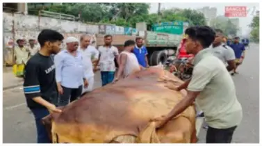 দাম বাড়বে কোরবানির পশুর চামড়ার