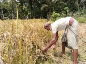 রায়পুরে বাম্পার ফলনের মাঝেও ন্যায্যমূল্যের সংকটে দিশেহারা চাষিরা