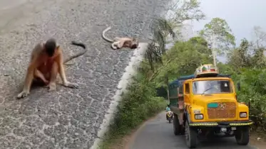 সাতছড়ি জাতীয় উদ্যানে সড়ক দুর্ঘটনায় উদ্বেগজনক হারে বাড়ছে বন্যপ্রাণীর  মৃত্যু