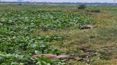 মুন্সীগঞ্জে জোয়ারের পানির তোড়ে ভেসে গেল শতাধিক গরু, ৩৬টি মৃত গরু উদ্ধার