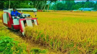 কুড়িগ্রামে ব্যস্ত সময় পার করছে কৃষক সমাজ 
