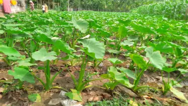 লালমনিরহাটে কচু চাষ করে লাভবান কৃষক