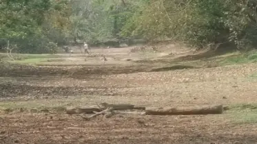 পটুয়াখালীর কচ্ছপখালী খাল আজ মৃতপ্রায় 