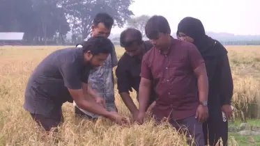 যশোরে আর্সেনিকপ্রবণ এলাকায় নিরাপদ ধান উৎপাদনে সাফল্য