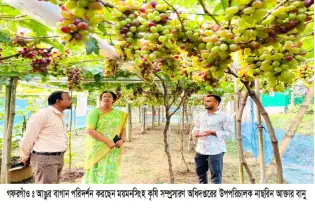 ইউটিউব দেখে আঙুর চাষে সফল উদ্যোগতা  সুমন,  বাহারি  আঙ্গুর নজর কেরেছে এলাকাবাসীর!