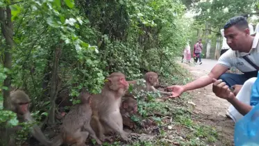 লোকালয়ে বন্যপ্রাণীর আনাগোনায় বাড়ছে উদ্বেগ