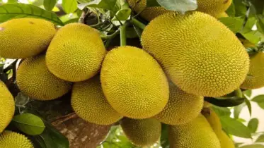 পাকা কাঁঠালের মিষ্টি ঘ্রাণে ম ম করছে গ্রীষ্মকাল