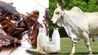 তেলাপোকার দুধ নাকি গরুর—কোনটি বেশি শক্তিশালী?
