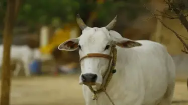 কার সঙ্গে ভাগে কোরবানি দিলে কবুল হবে না, জেনে নিন