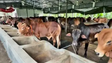 বাড়তি পরিচর্যায় ব্যস্ত সময় কাটাচ্ছেন লক্ষ্মীপুরের খামারিরা 