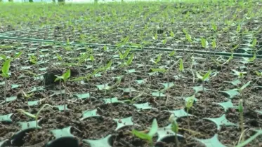 কুড়িগ্রামে কোকোপিটে চারা উৎপাদনে কৃষি বিপ্লব, বাড়ছে ফলন ও কর্মসংস্থান