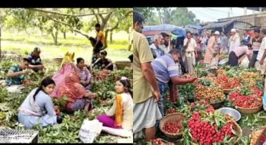 লিচুর রাজধানী ঈশ্বরদীতে ফলনে ধ্বস ! প্রতিষ্ঠিত লিচু চাষী কিতাব আলী মণ্