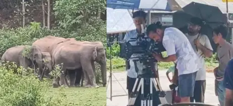 গারো পাহাড়ে নতুন সিনেমার শুটিং, বিঘ্ন ঘটাচ্ছে বন্যহাতির দল