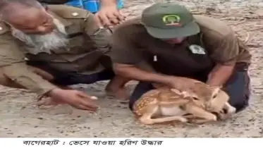 ভেসে যাওয়া হরিণ উদ্ধার