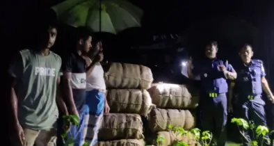 বুড়িচংয়ে বাঁশঝাড় থেকে ১৯৬ কেজি গাঁজা উদ্ধার