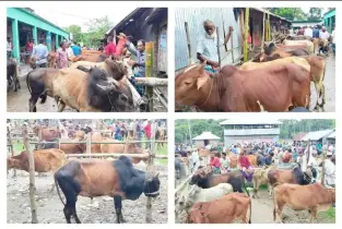 বৈরী আবহাওয়া উপেক্ষা করে জমে উঠেছে বরিশালের বৃহত্তম পশুর হাট